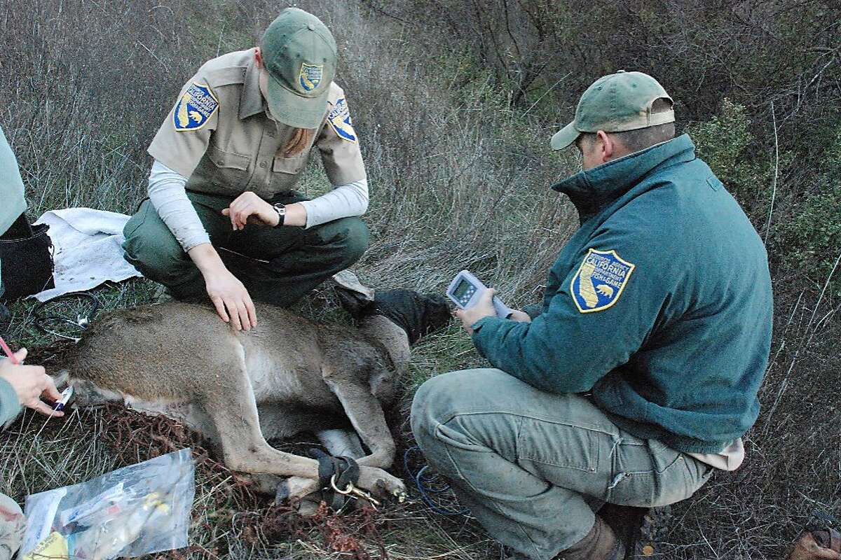 Deer tracked in quest to eliminate I280 deaths