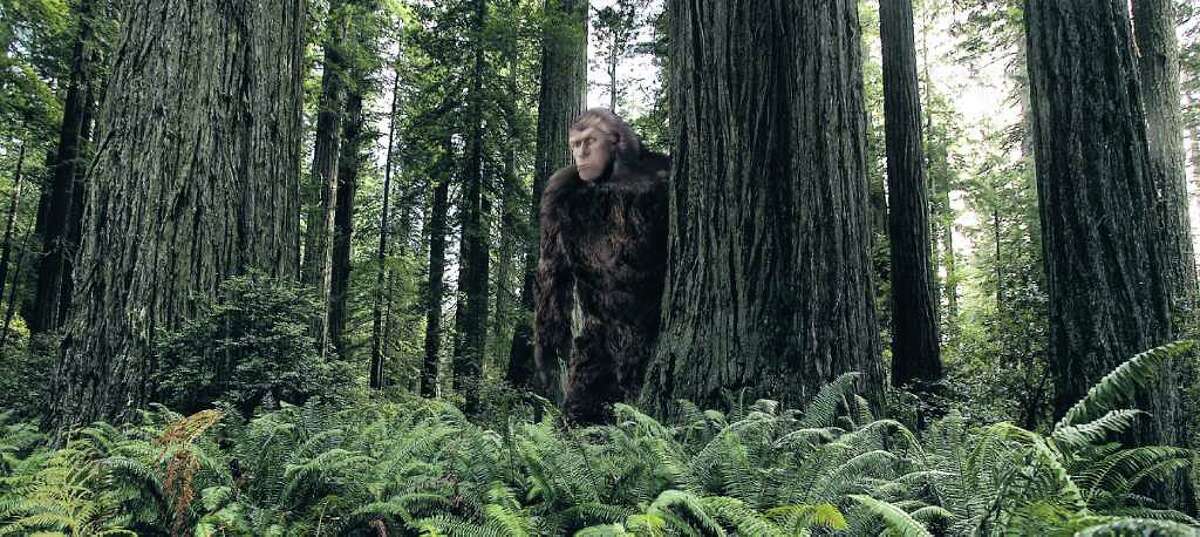 Hotspot East Texas boasts a Bigfoot-sighting hotspot, just north of Houston in the Sam Houston National Forest.