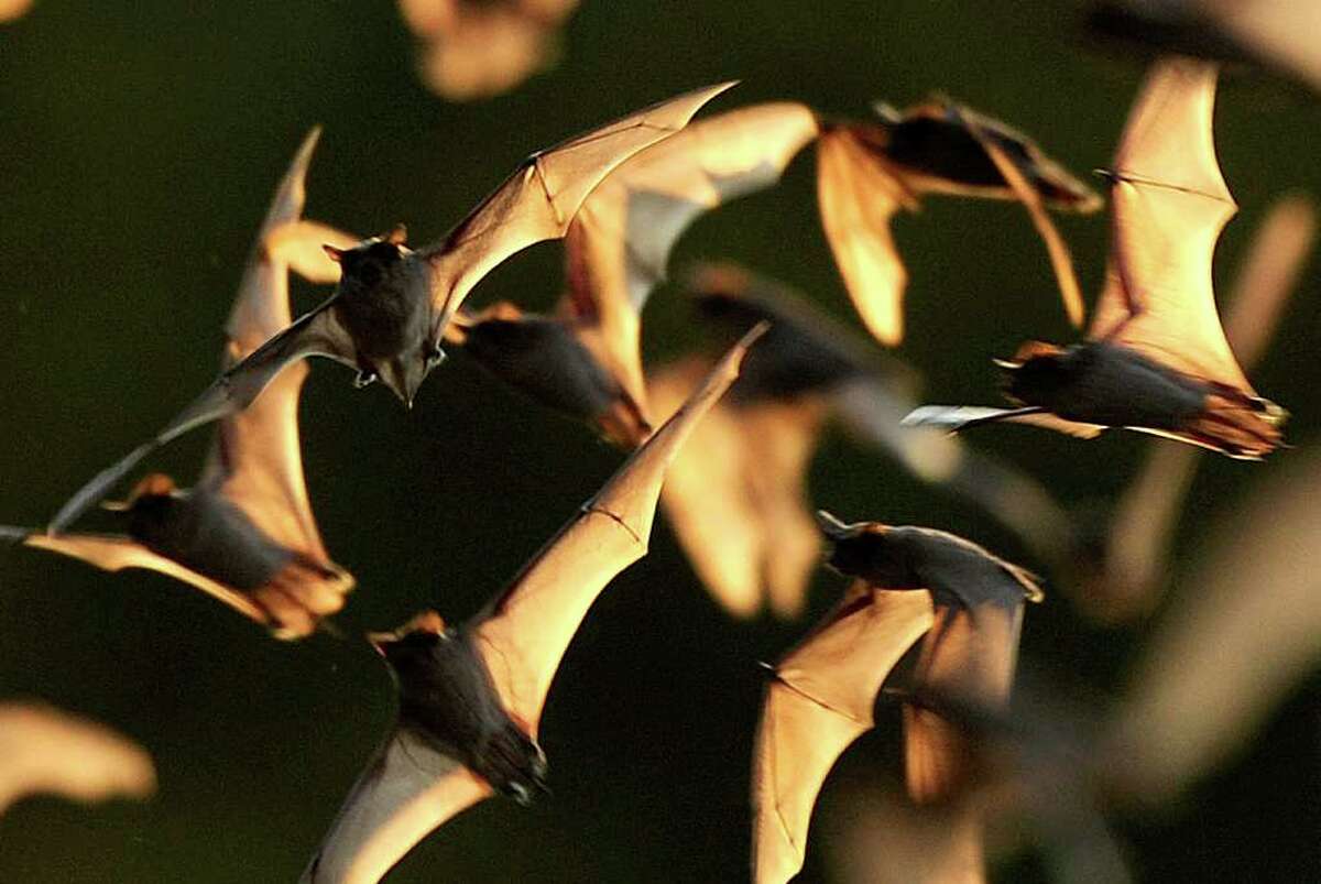 Many Mexican free-tailed bats live near San Antonio, roosting everywhere from under I-35 to their own cave outside town. While so many different bat species live around the world, there are many misconceptions about the furry flying critters. Take the first step to curing your chiroptophobia (that's fear of bats!) by learning the truth about myths surrounding the creatures that cloud the Texas sky.
