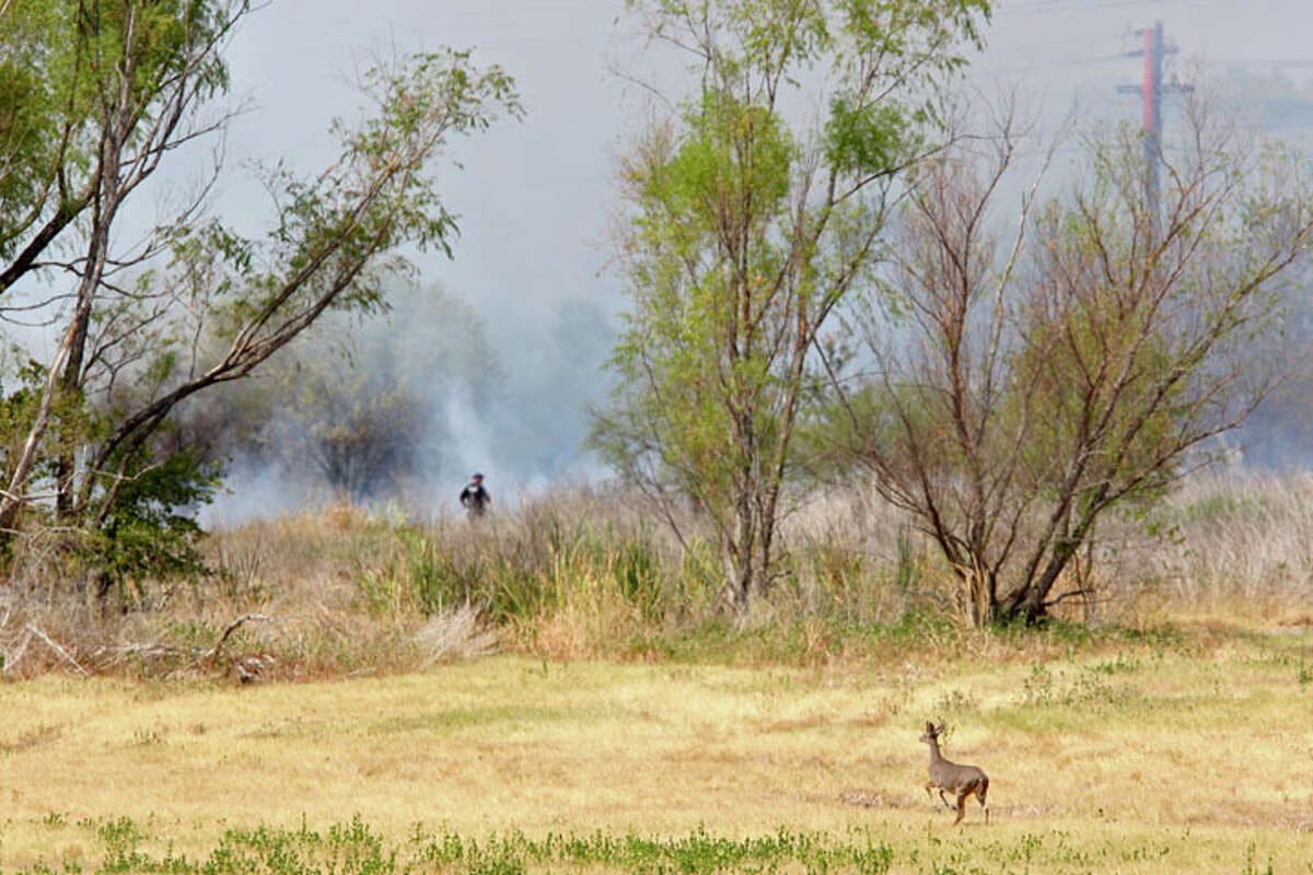 A confused young whitetail deer buck runs toward the fire as San Antonio Fire Department personnel battle a grass fire near Wetmore and Broadway, Sunday, Sept. 11, 2011. Several neighborhoods in the area were evacuated.