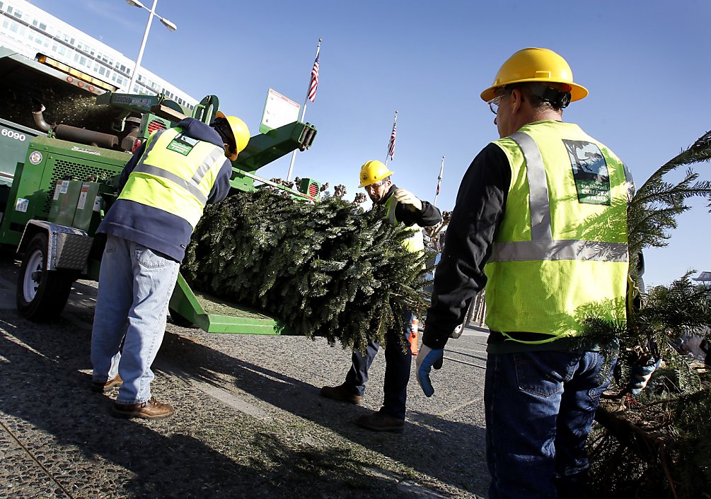 Christmas tree recycling promoted by SF