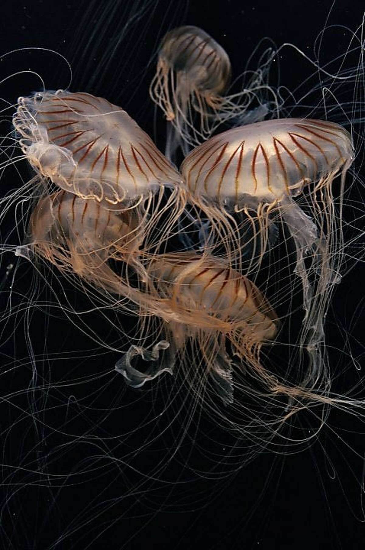 Japanese sea nettles, Chrysaora pacifica, will be featured in "The Jellies Experience" exhibition, opening at the Monterey Bay Aquarium on March 31, 2012.