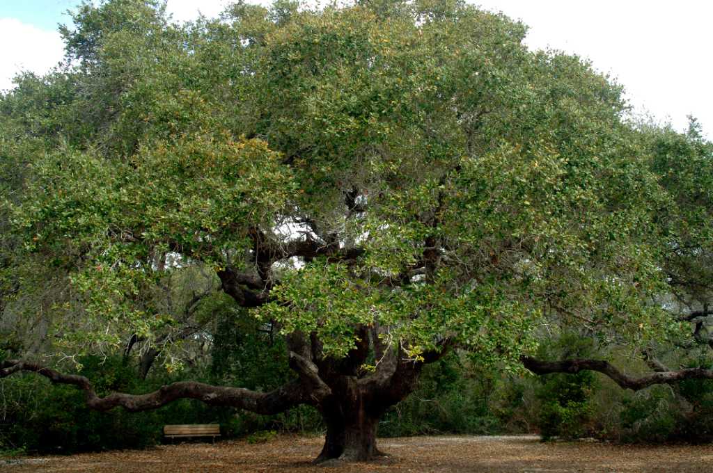 Texas to give one of nation's oldest trees new protection