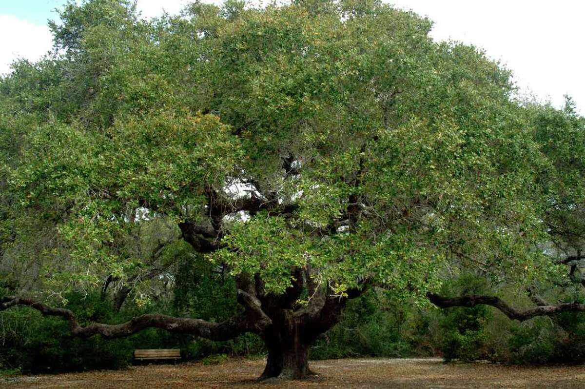 Goose Island Oak Tree: Beginning campers can sign up for a Texas Outdoor Family workshop at Goose Island State Park and spend the night with a more than 1,000-year-old live oak tree. Photo courtesy Texas Parks and Wildlife Department.