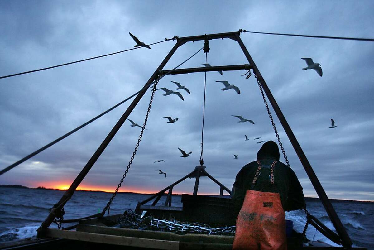 In this photo made Saturday, Dec. 17, 2011, gulls seeking scraps follow a fishing boat where sternman Josh Gatto shucks scallops on the trip back to shore off Harpswell, Maine. Scallop fishing in Maine can only take place between sunrise and sunset. (AP Photo/Robert F. Bukaty)