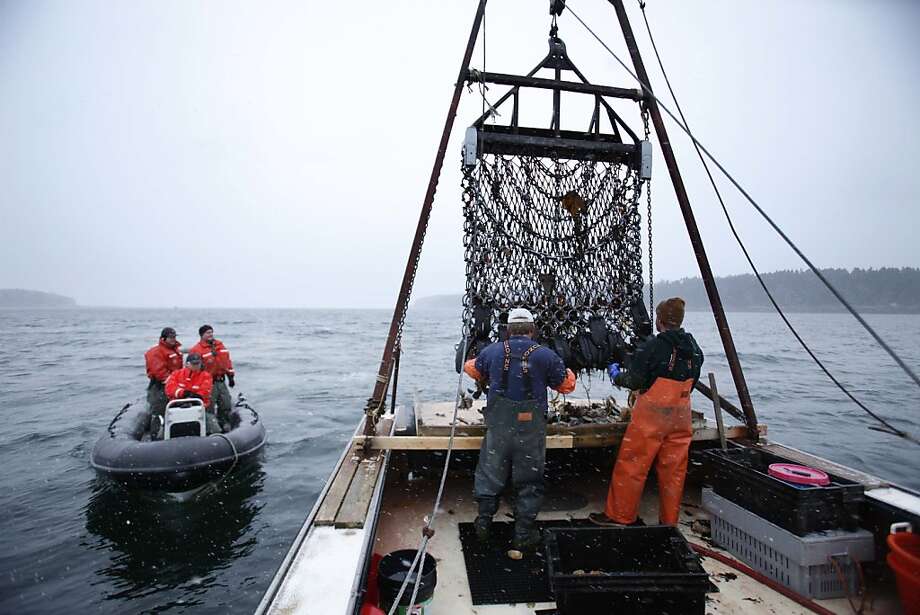 Fishing for scallops SFGate