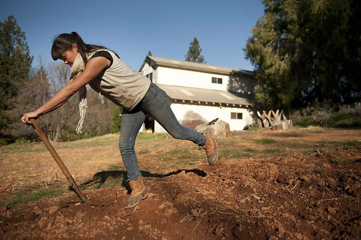 More young people going into farming could help brighten the food outlook for 2012. Young farmer Molly Nakahara loosens the soil for a future crop at Dinner Bell Farm in Grass Valley on Wednesday, Dec. 21, 2011.