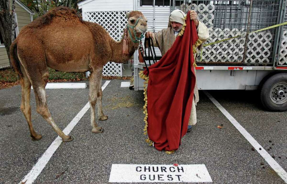 Jan. 9, 2011 | Mike Smilie of Texan Petting Zoo in Rosebud prepares a camel named Tuco for service celebrating The Epiphany and Gift of the Magi inside St. Francis Episcopal Church in Houston. The camel lead by Mike Smilie followed the 3 Magi or Wise Men who were in period dress down the center aisle in church sanctuary for the ceremony.
