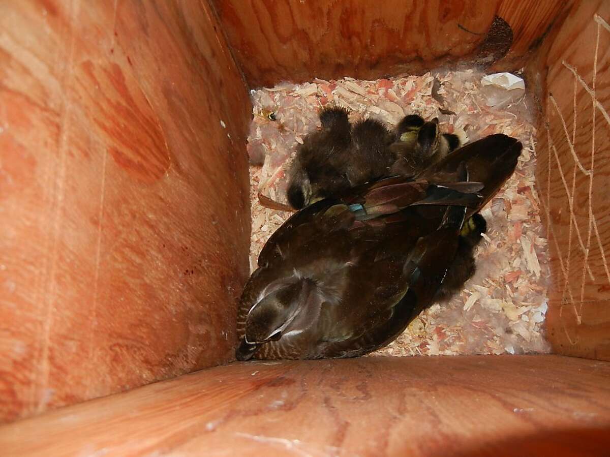 Mom and 12 ducklings inside a box house. Wood duck ducklings hatch at the same time and then stay in the nest box for less than 24 hours. After they have all dried from hatching, mom will leave the box to make sure it is safe outside for them to leave and give a whistle for them to jump out of the box. On the ground mom will lead them to the creek where they will feed and water for the first time. Photo Brian Murphy