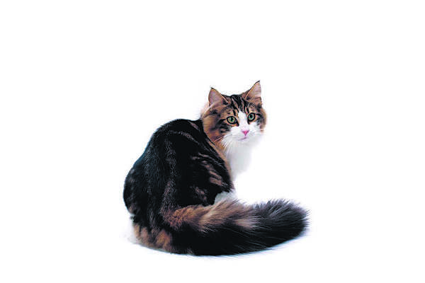 Long Haired Cats May Need Help With Grooming Expressnews Com