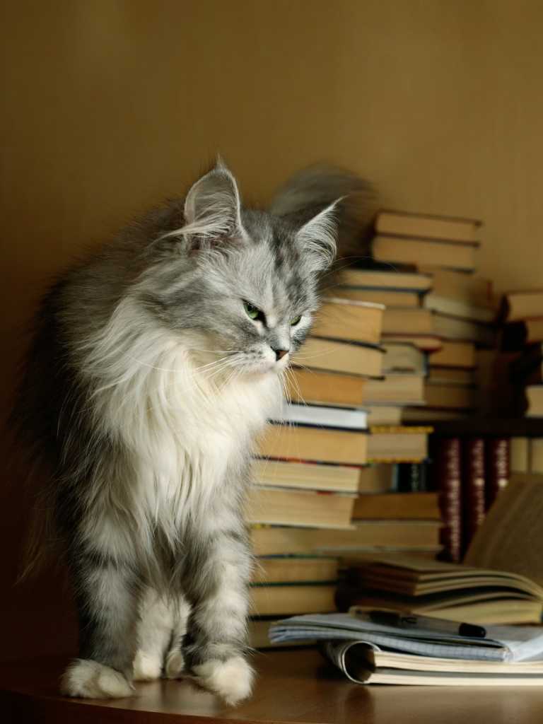 Long Hair Cats May Need Help With Grooming Houstonchronicle Com