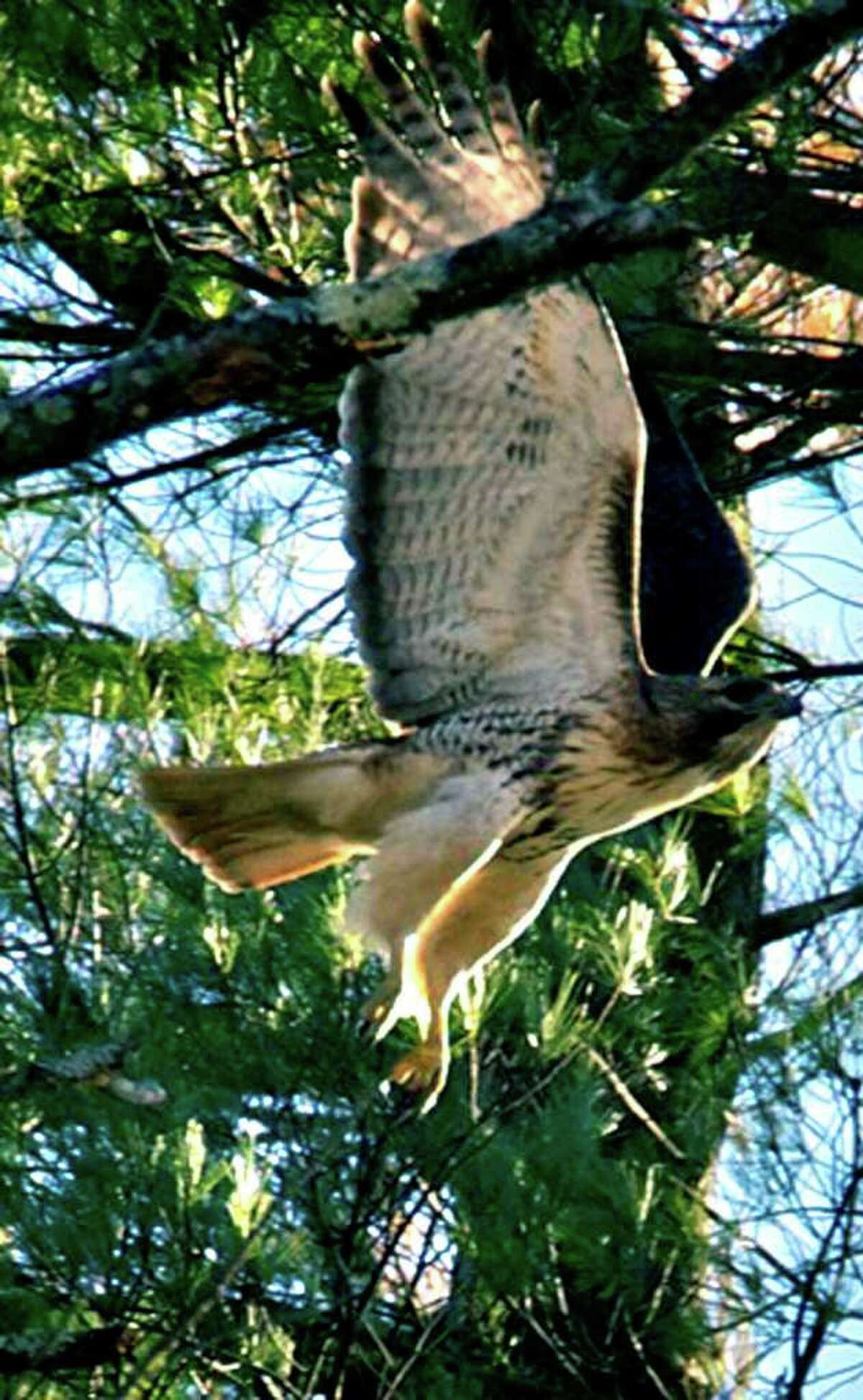 Spring fever SPECTRUM/It was that time of year for creatures big and small to spread their wings and enjoy improved weather. A hawk flies through the branches of a tree in the Candlewood Lake area of New Milford in March.