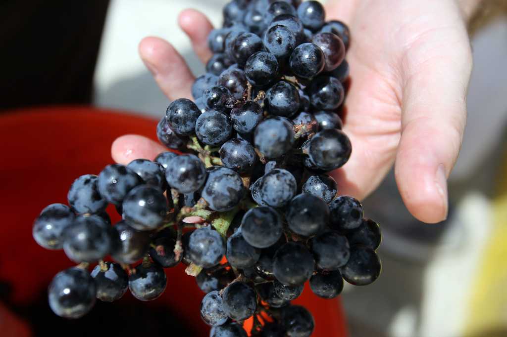 Winery U classes demystify wine