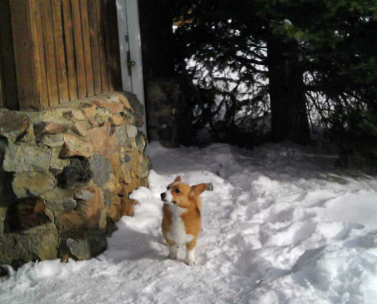 Ole showed up at a Montana motel four days after the dog and its owner were caught in an avalanche.