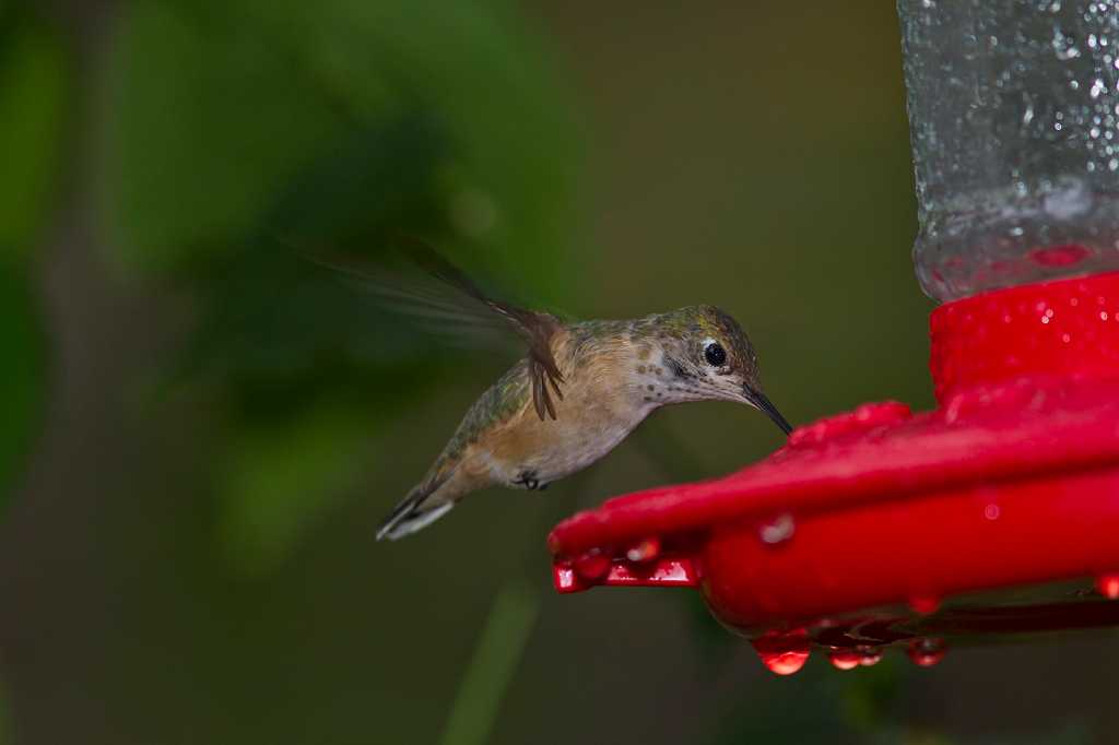 Calliope turns up at a suburban hummingbird feeder