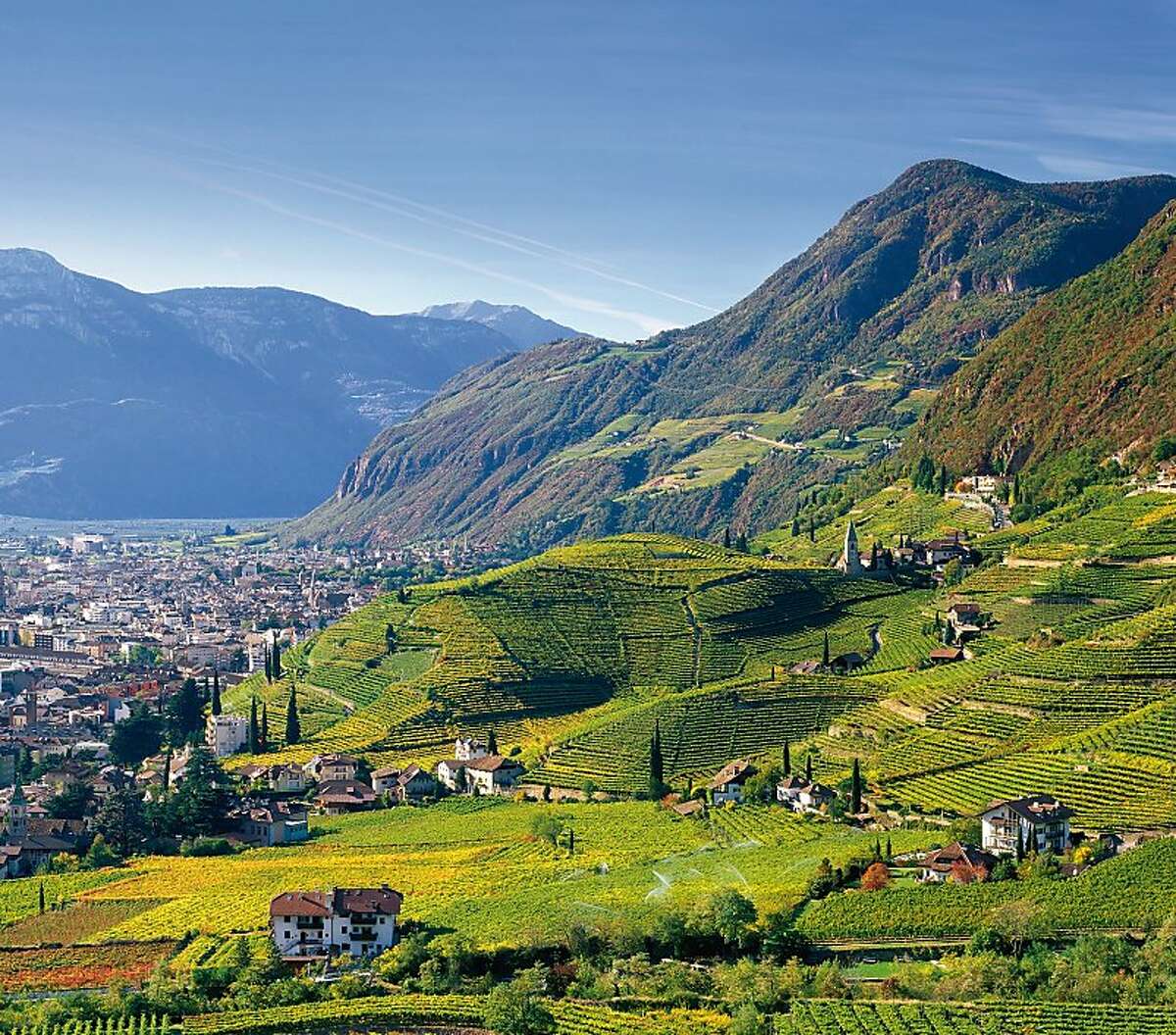 Vineyards in Santa Maddalena, above the town of Bolzano (in the background) in the Alto Adige region of Italy.