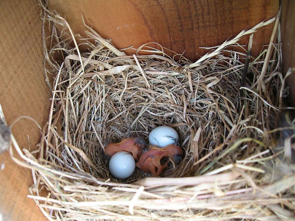 Bluebird hatchlings and eggs inside a nest box.