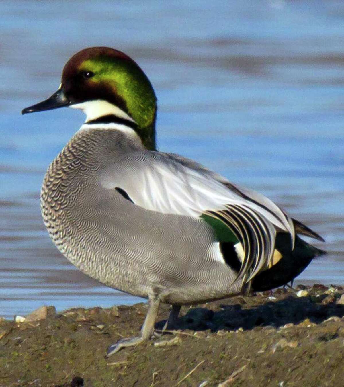 A male falcated duck was identified at Colusa National Wildlife Refuge, Calif., last month.