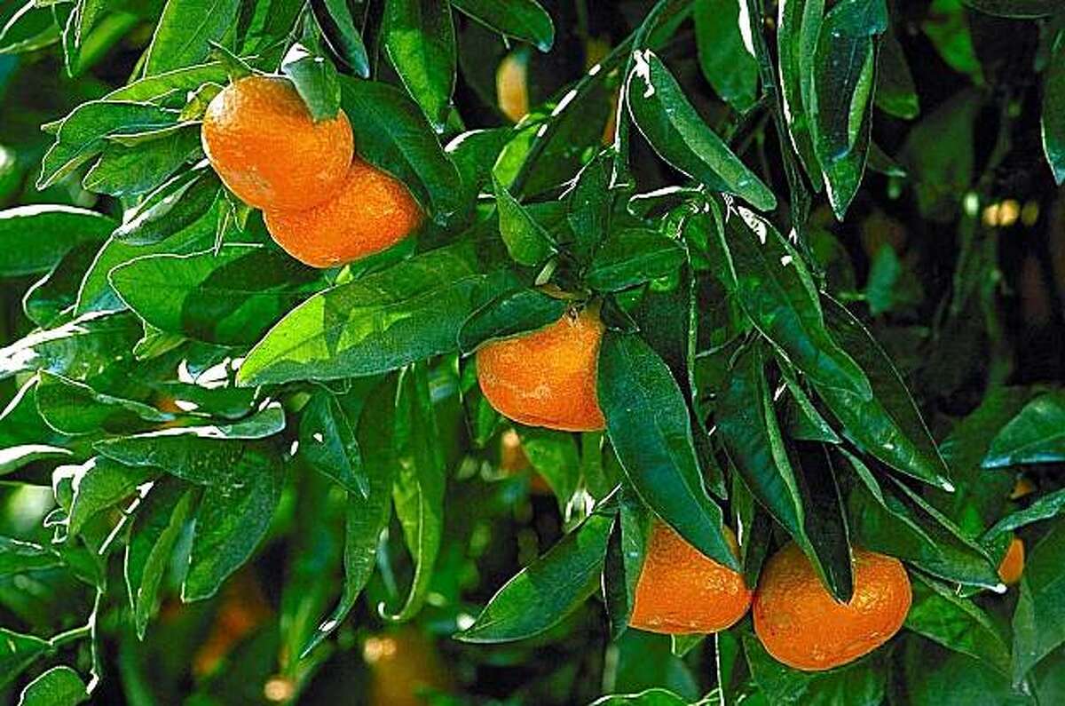 Satsuma mandarin trees for the holidays