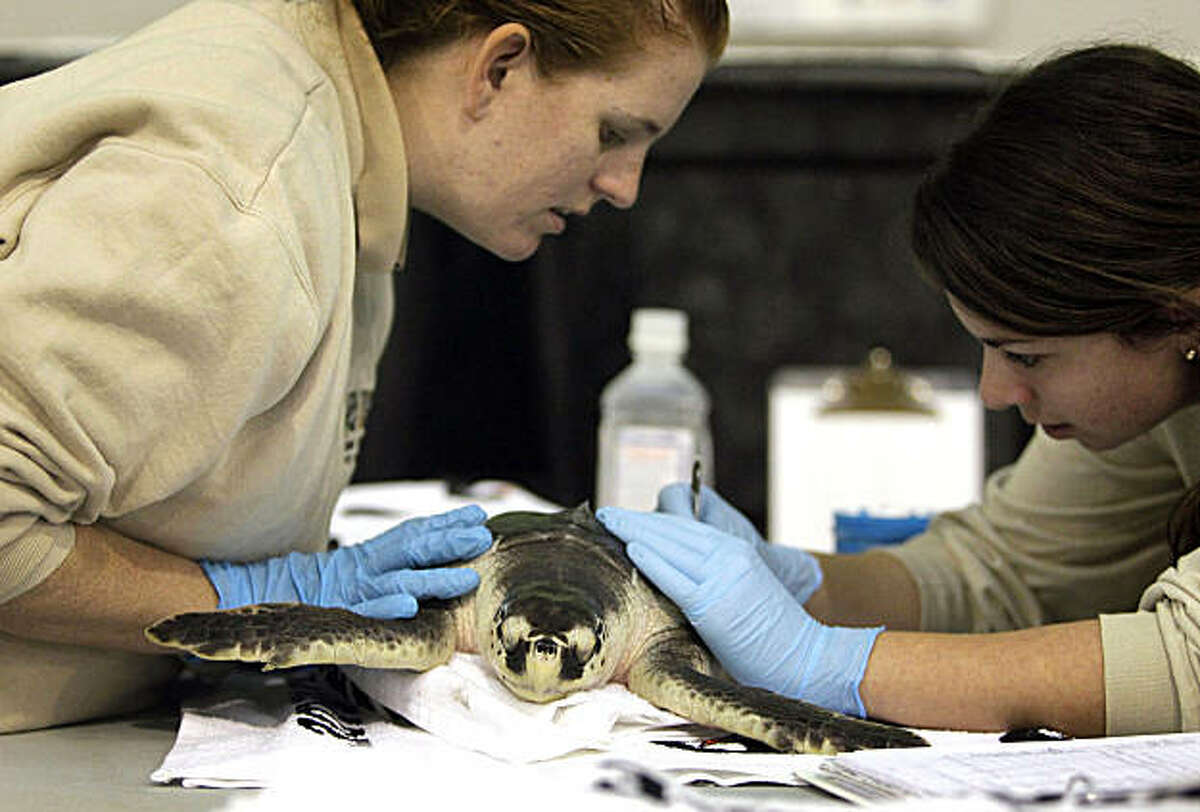 In this Dec. 13, 2010 picture, Meghan Calhoun, left, and Sarah Gomez with the Audubon Nature Institute examine a Kemp's Ridley turtle that was impacted by the BP PLC oil spill in New Orleans. Of the thousands of animals rescued since oil began gushing from the Macondo well, dozens are still being cared for at centers along the Gulf Coast five months after the well was capped.
