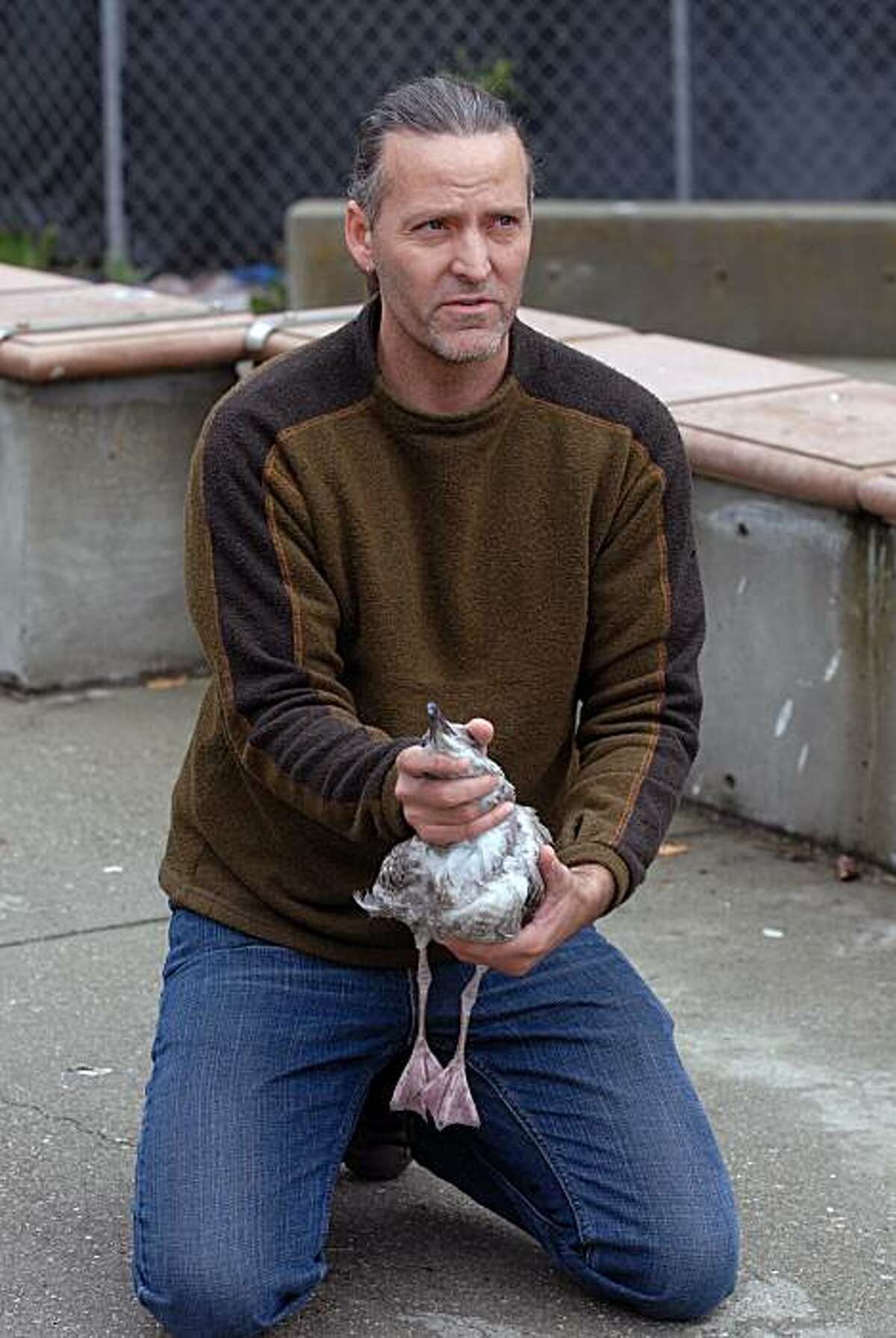 Mark Russell of International Bird Rescue Research Center (IBRRC) holds a juvenile gull after it had a beer can removed from its neck at San Francisco State University. Rescue teams from International Bird Rescue Research Center (IBRRC) and WildRescue captured the bird, removed the can and released the gull back to the wild Saturday, December 11, 2010.Photo by International Bird Rescue Center.