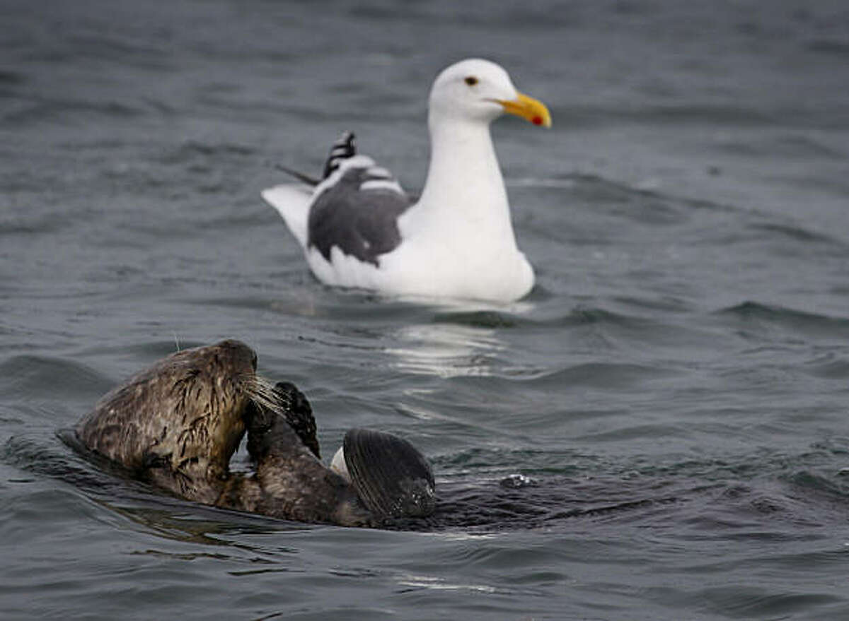 2010年12月8日，星期三，加州莫斯兰汀的埃尔克霍恩沼泽，一只海鸥在寻找海獭吃掉的蛤蜊剩菜。自然资源保护人士正在建造一个屏障，这是一堵水下的钢墙，旨在减缓流出的潮汐，以减少侵蚀，保护数百种海洋物种的栖息地。