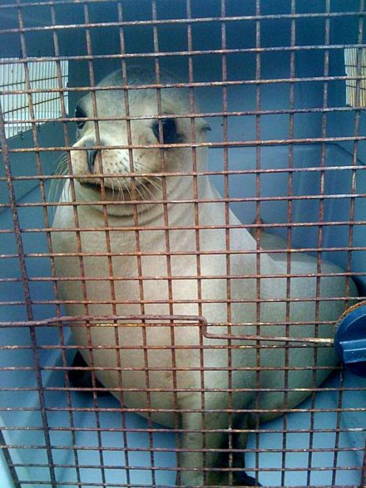 Sea lion Na'au roams Oakley