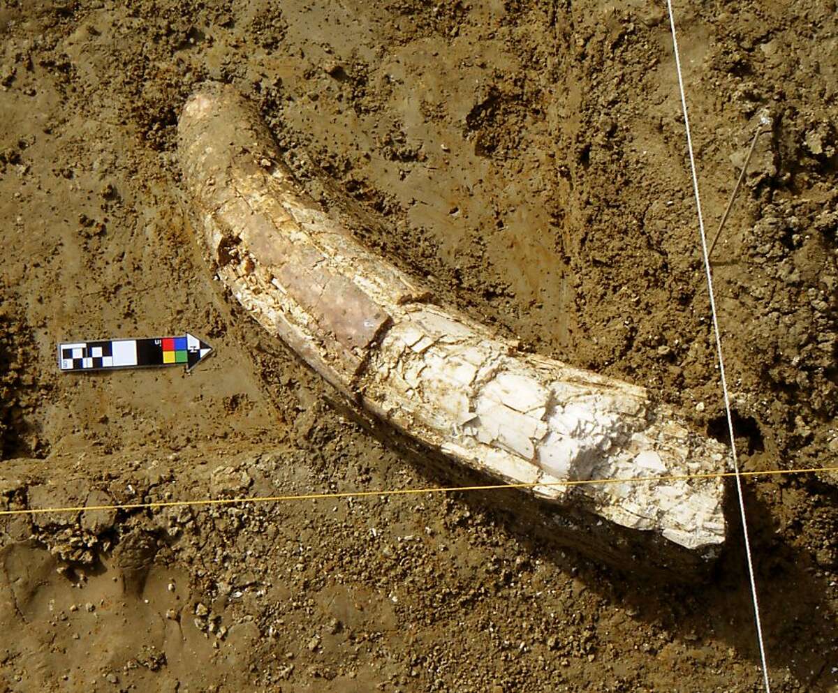 Part of the tusk of a newly-discovered Mammoth excavated at the site.Part of the tusk of a newly-discovered Mammoth excavated at the site.