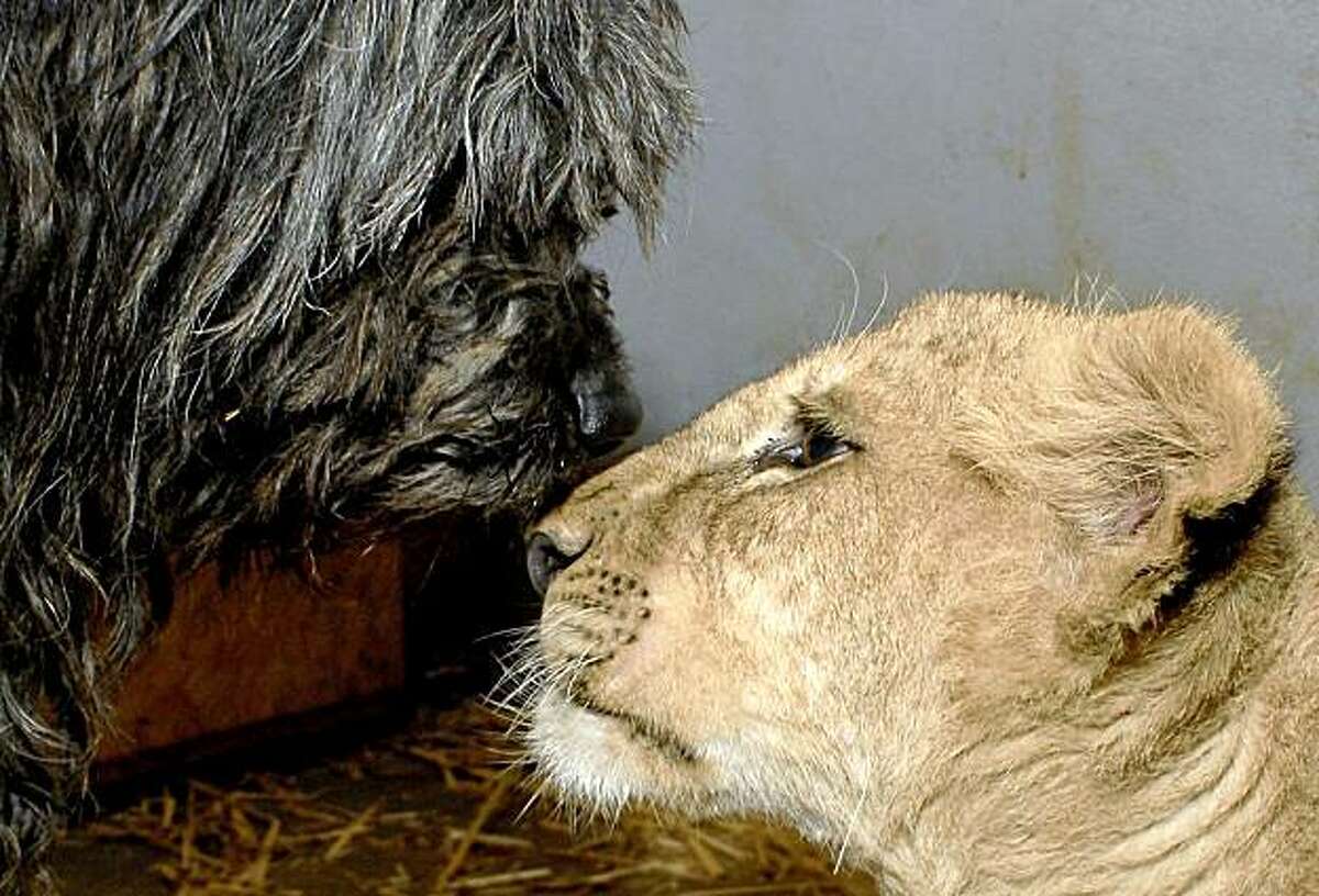 Zimba, a male lion cub, right, and Bogi, a male Puli dog, are seen at Gyoengyoes zoo, 79 kilometers (49 miles) east of Budapest, Hungary, Wednesday, Nov. 11, 2009. Zimba was donated to the zoo by a private donor in Italy, and will be raised by Bogi.