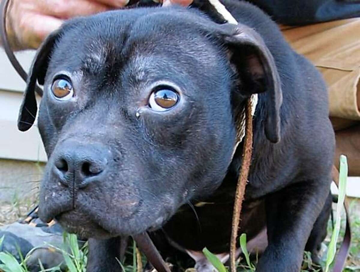 This small dog was found after the raid on Vick's dogfighting operation in Virginia. He was taken in by the Georgia Humane Society and eventually adopted by new owners.