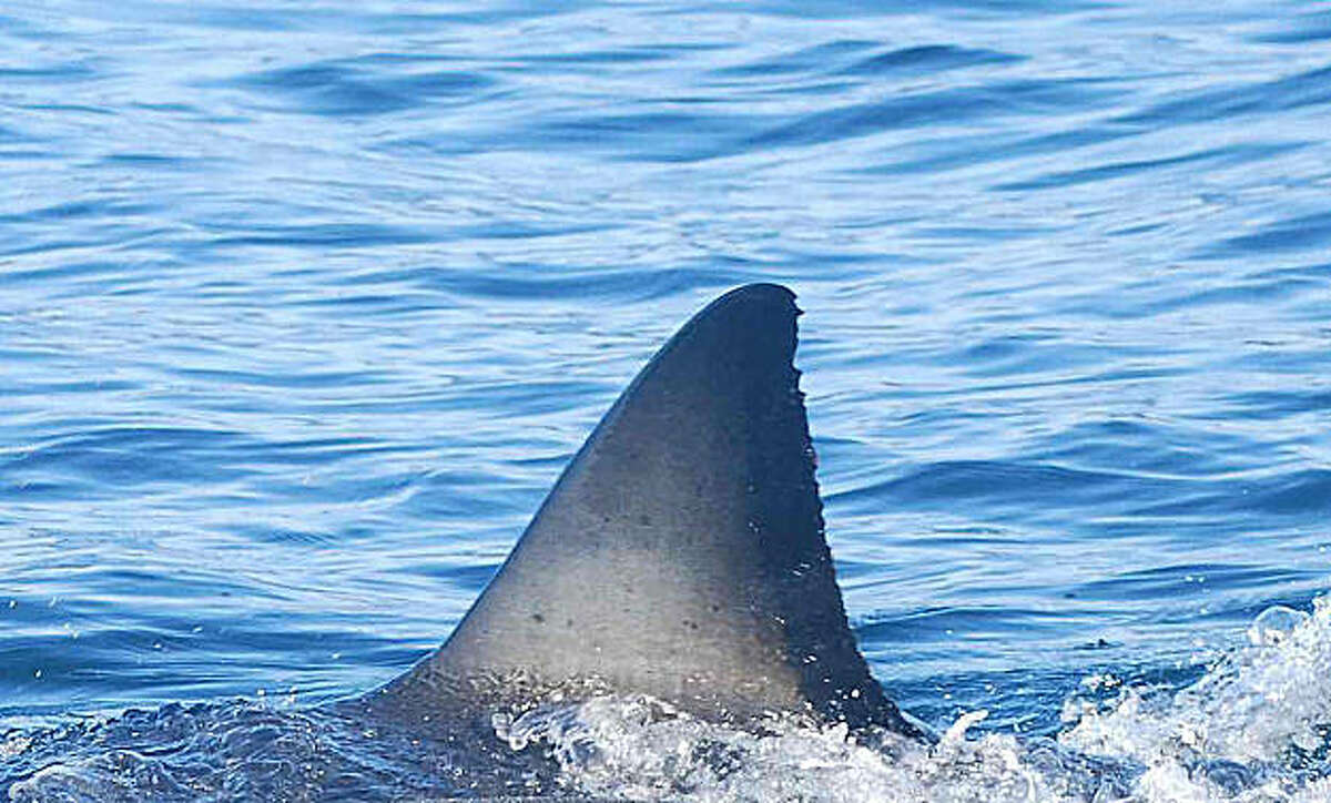 Unique markings on white sharks' fins (Carcharodon carcharias) can be used to identify individuals.