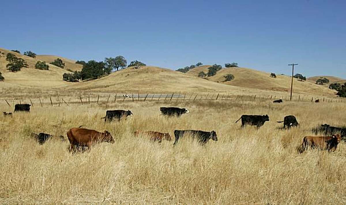 Cattle are shown on Joe Gonzales' ranch in Gilroy, Calif., Tuesday, Oct. 14, 2008. California's worst drought in decades is forcing the state's cattle ranchers to downsize their herds because two years of poor rainfall have ravaged millions of acres of rangeland used to feed their cows and calves. (AP Photo/Jeff Chiu)