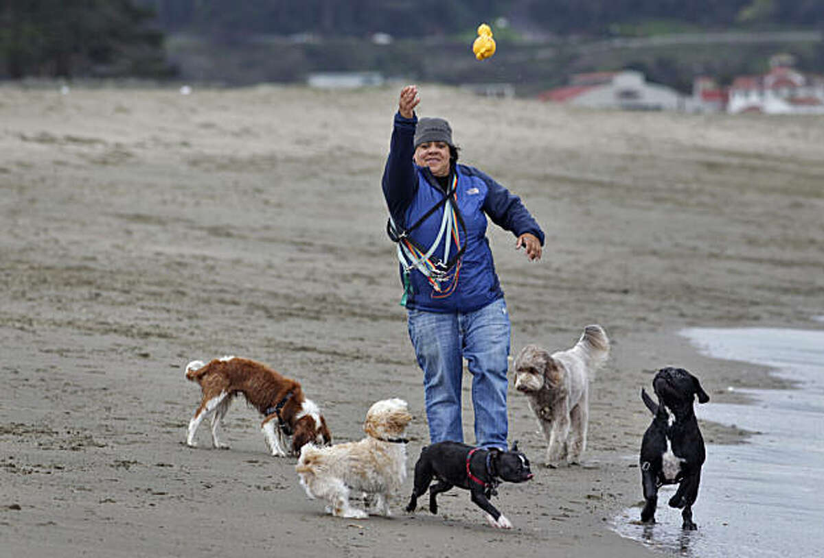 S.F. dog walkers could be required to get permits