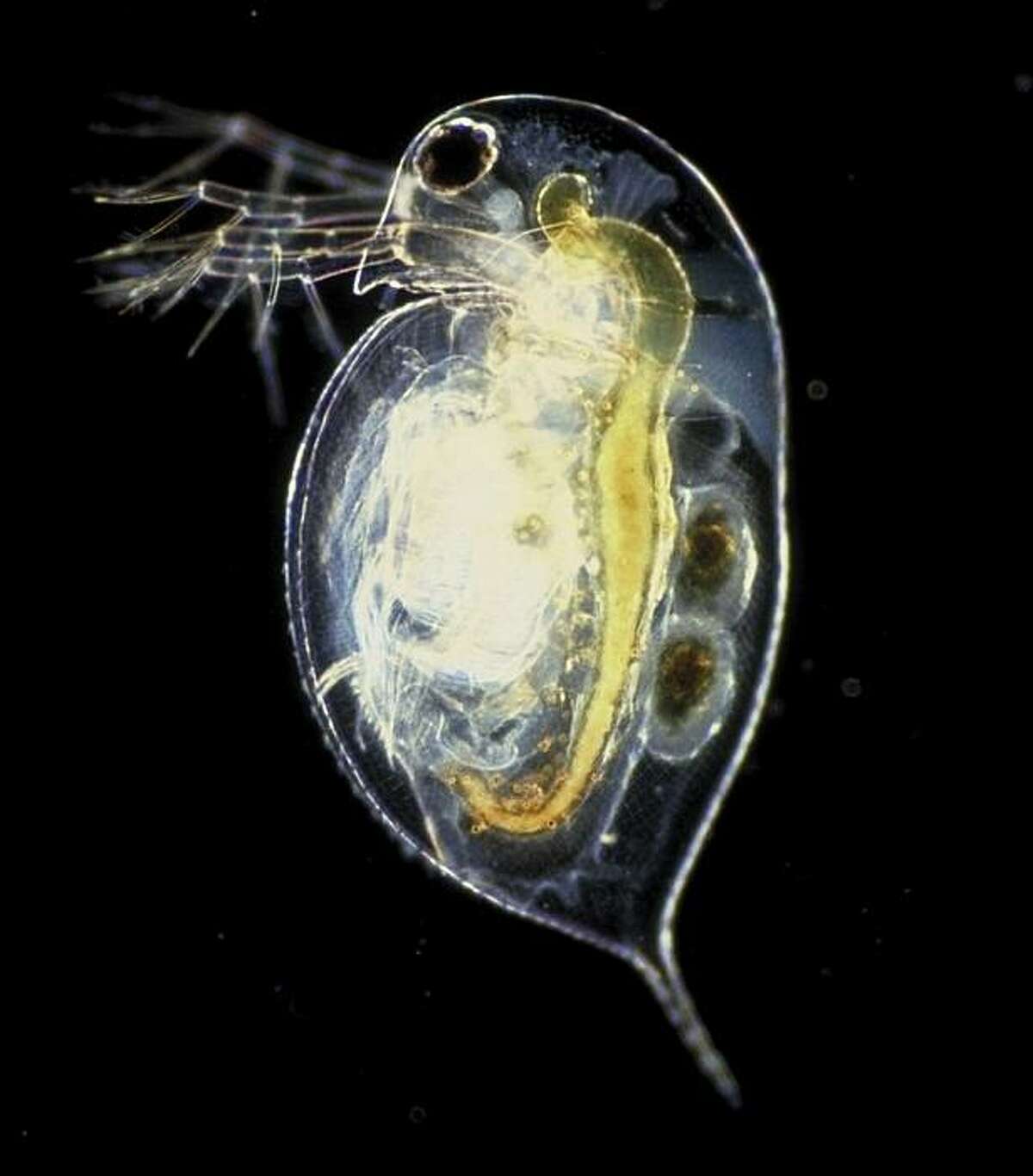Daphnia pulex (commonly called waterflea)