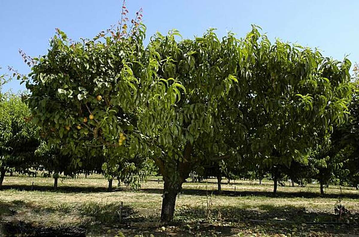 Grafting fruit trees can be simple
