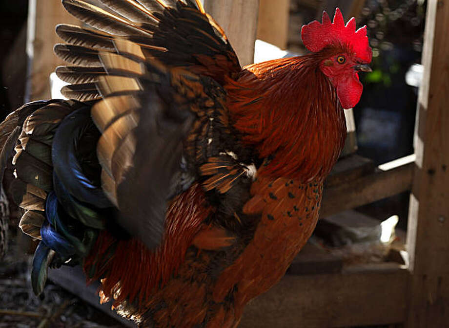 Rooster ban under consideration in Berkeley SFGate
