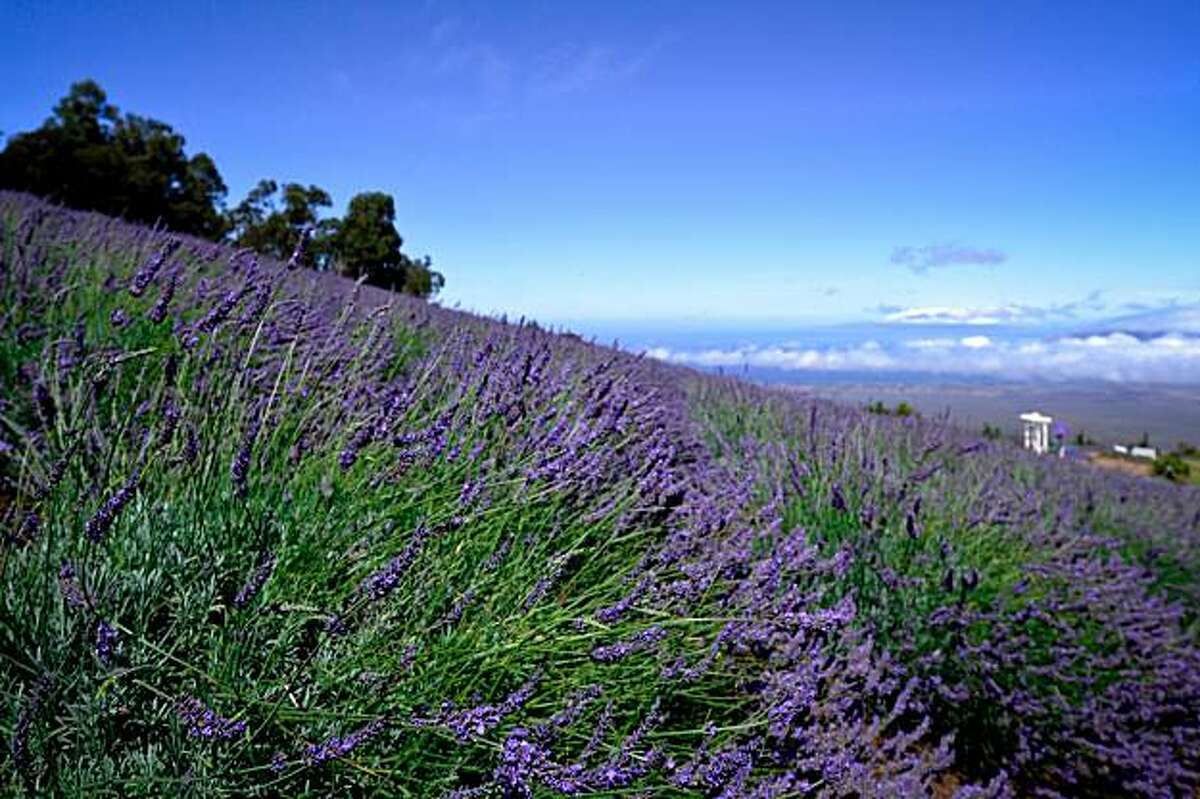 The new Grown on Maui bus tour stops at Ali'i Kula Lavender Farm, among other sites.