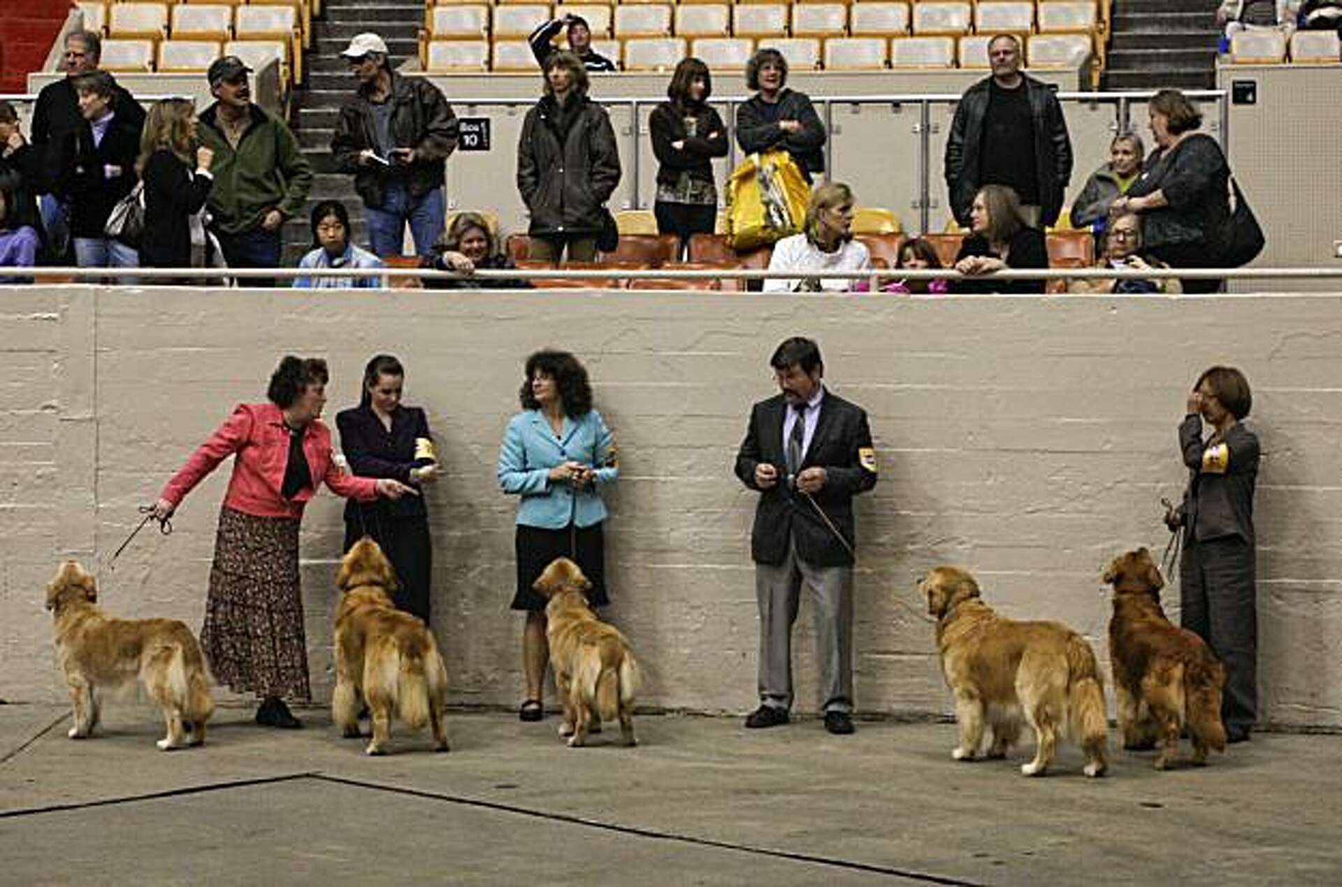 Golden Gate Kennel Club champ upstaged by sister