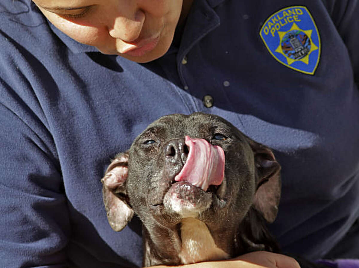 Officer Sarah Whitmeyer talks with "Edna" a pitbull mix during her exercise period at the Oakland Animal Shelter, Wednesday January 26, 2011 in Oakland, Calif. Edna was one of the 33 dogs that was picked up December 9 in one of the largest dog-fighting raids in Oakland's history.