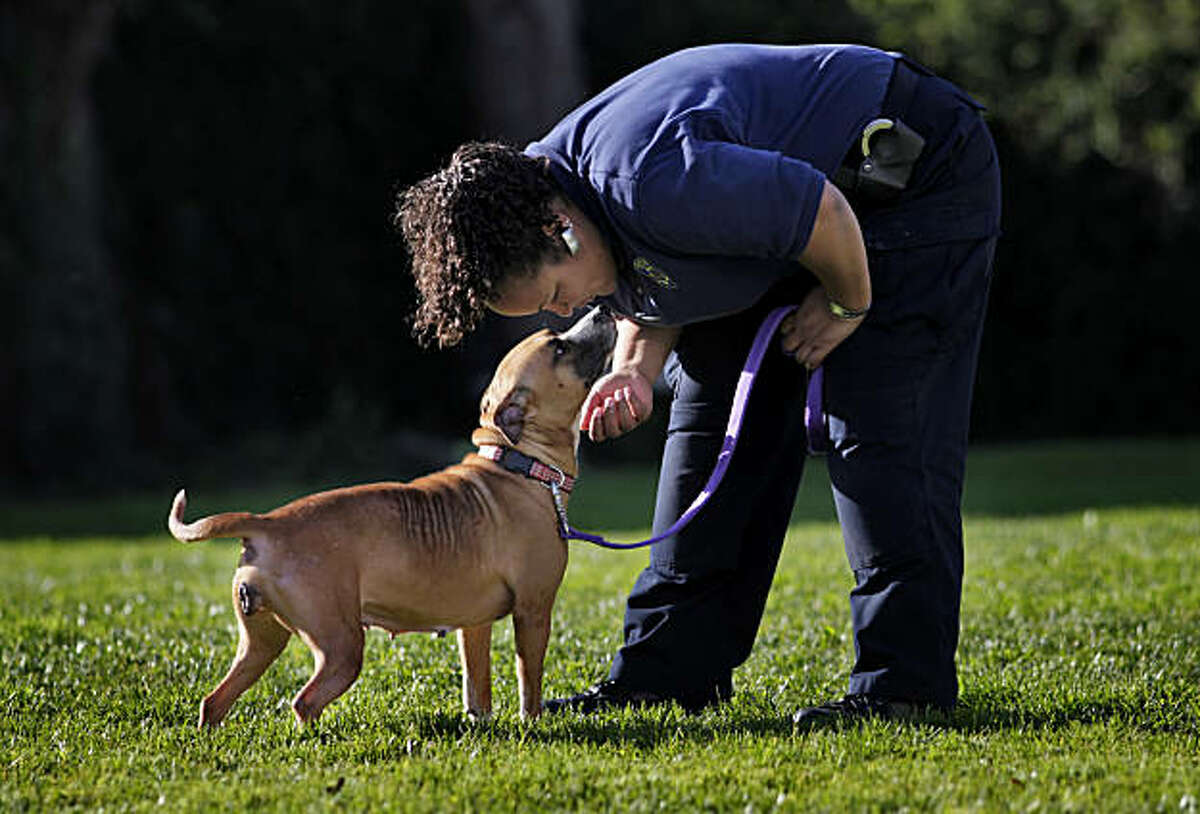 Officer Sarah Whitmeyer talks with "Amarylis" during her exercise period at the Oakland Animal Shelter, Wednesday January 26, 2011 in Oakland, Calif. Joni was one of the 33 dogs that was picked up December 9 in one of the largest dog-fighting raids in Oakland's history.