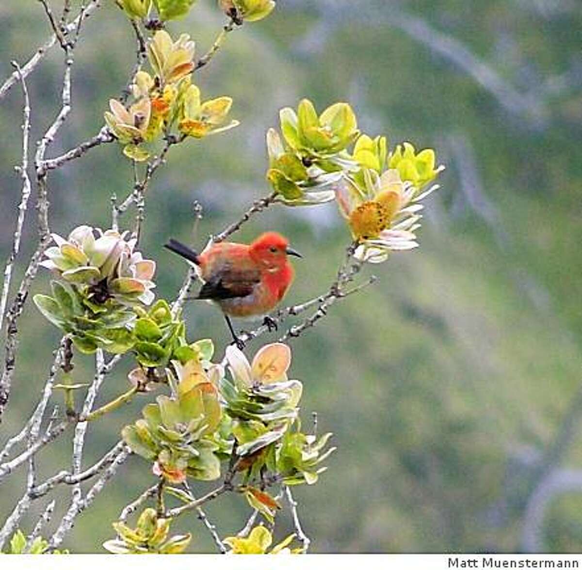 Kauai's finefeathered birds of paradise