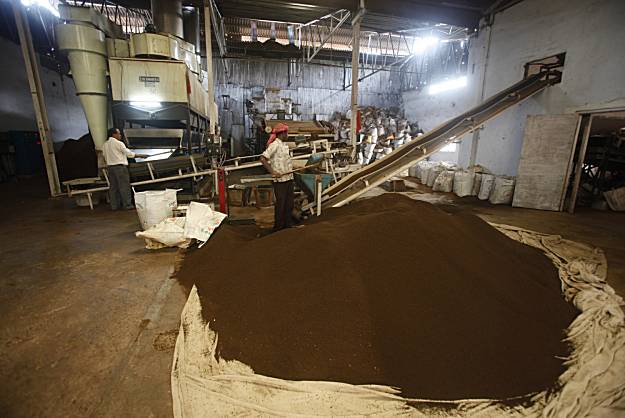 Climate change blamed for weak Assam tea
