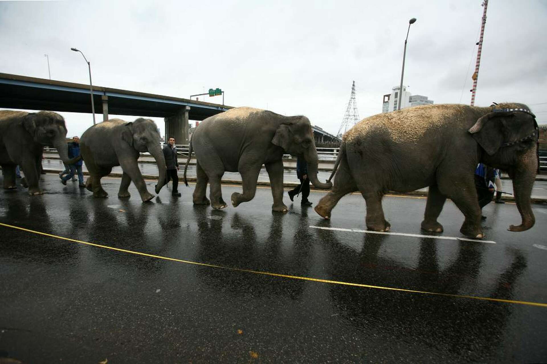 Circus to stop using elephants in May
