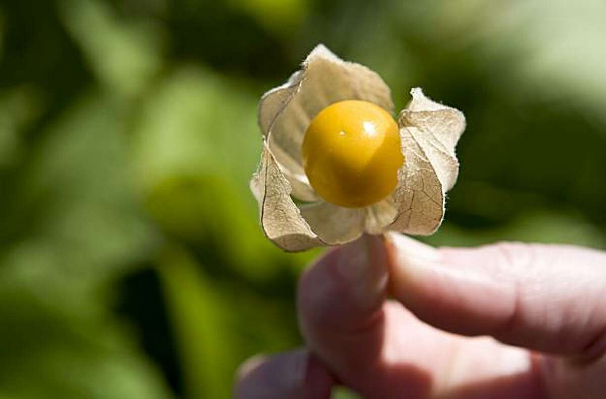 A ground cherry harvested at the Chronicle rooftop garden in San Francisco, Calif., on Friday, Sept. 18, 2009.