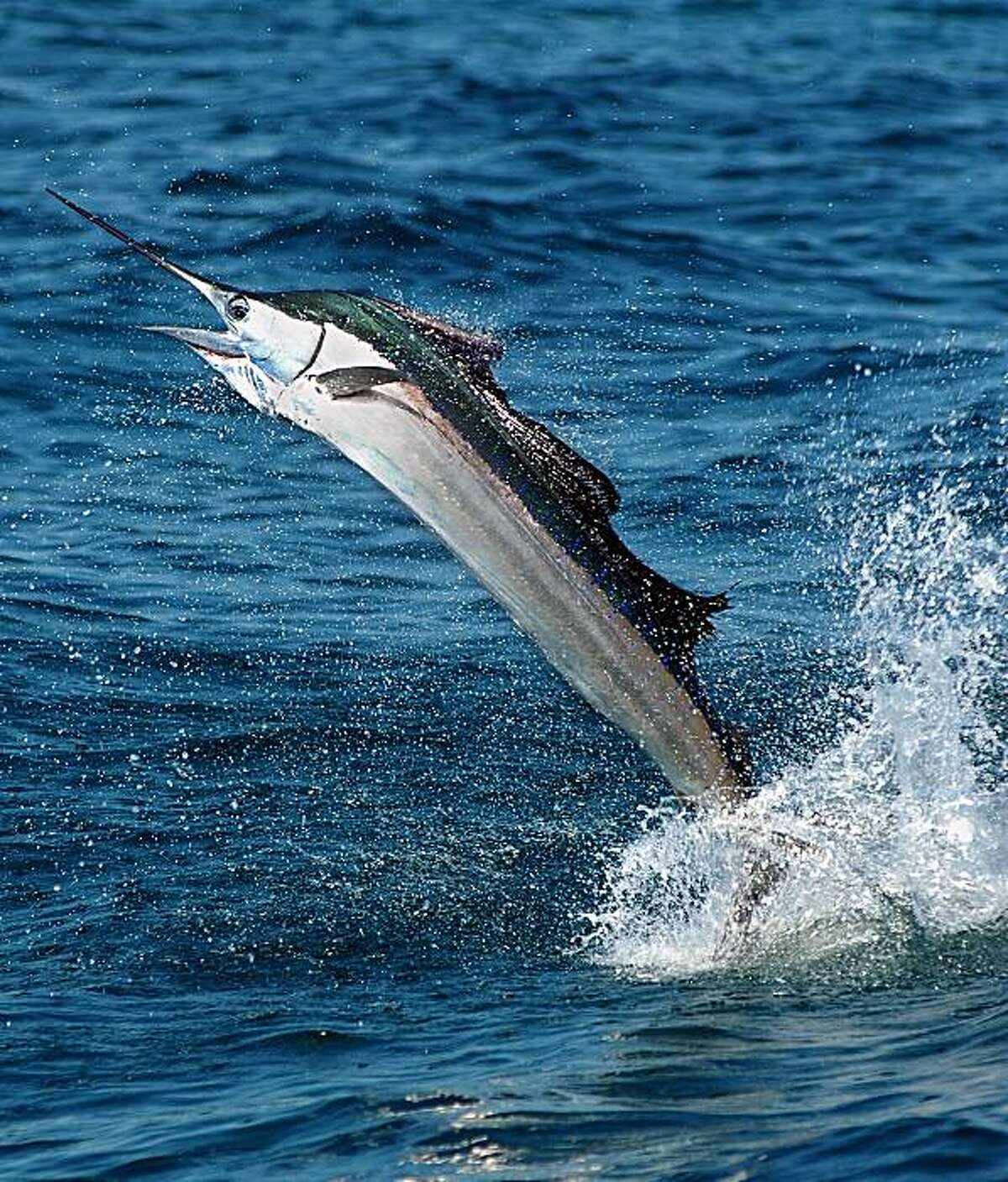 Sport fishing Best places to get reel in Mexico