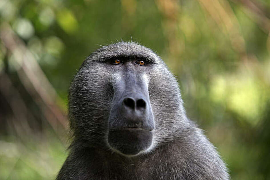 CAPETOWN, SOUTH AFRICA - JULY 2 : A male baboon watches his troop July 2, 2010 in Capetown, South Africa. Urbanization is believed to be the main reason for the loss of the natural baboon habitat and increasing conflict between baboons and humans. Baboons are seen as a menace while they forage for food in an urban environment breaking into restaurants, garbage cans, where ever food is visible. While many are busy chasing the primates away from their homes and businesses, Baboon Matters, a non-governmental organization attempts to educate and protect baboons to ensure their long-term future on the Cape peninsula. (Photo by Paula Bronstein /Getty Images)