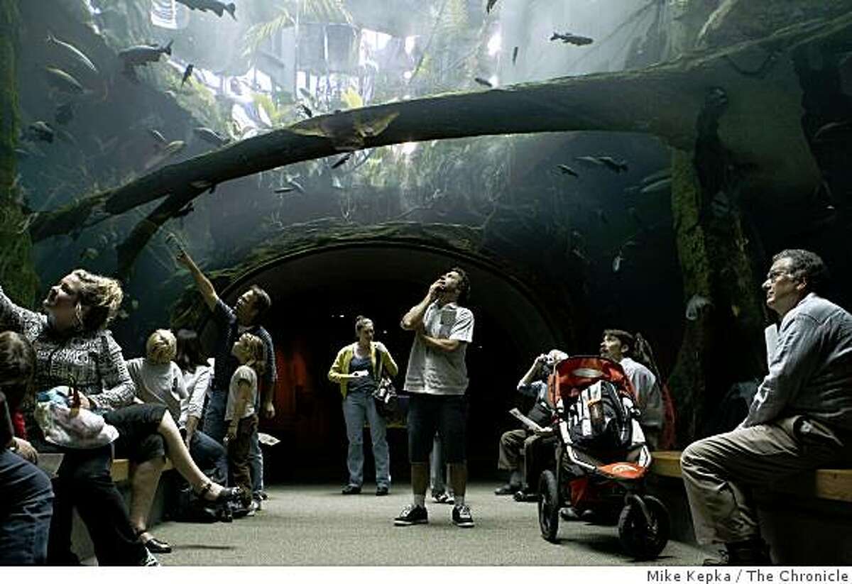 In the tunnel of the Amizonian Flooded Rainforest, Bob Lake (center) watches as fish swim overhead at the Academy of Sciences.