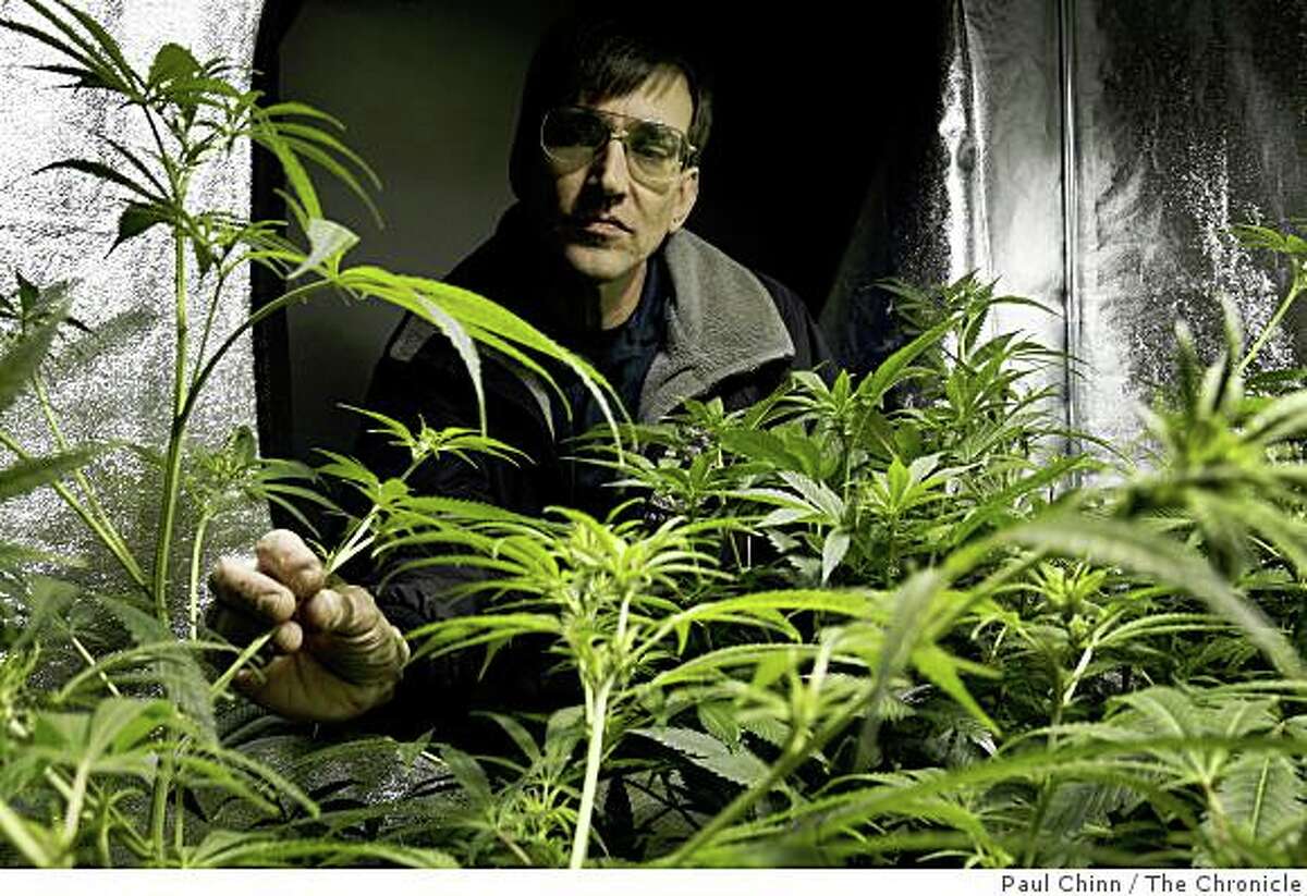 Richard Lee, president of Oaksterdam University, monitors the growth of a marijuana crop at the school's indoor growing lab in Oakland, Calif., on Friday, April 10, 2009.