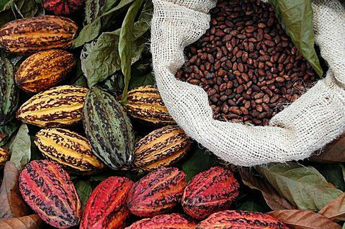 There are three main cultivar groups of cacao beans used to make cocoa and chocolate. Criollo, the cocoa bean used by the Maya; Forastero, a wild relative of Criollo found in the Amazon; and a hybrid, called Trinitario.