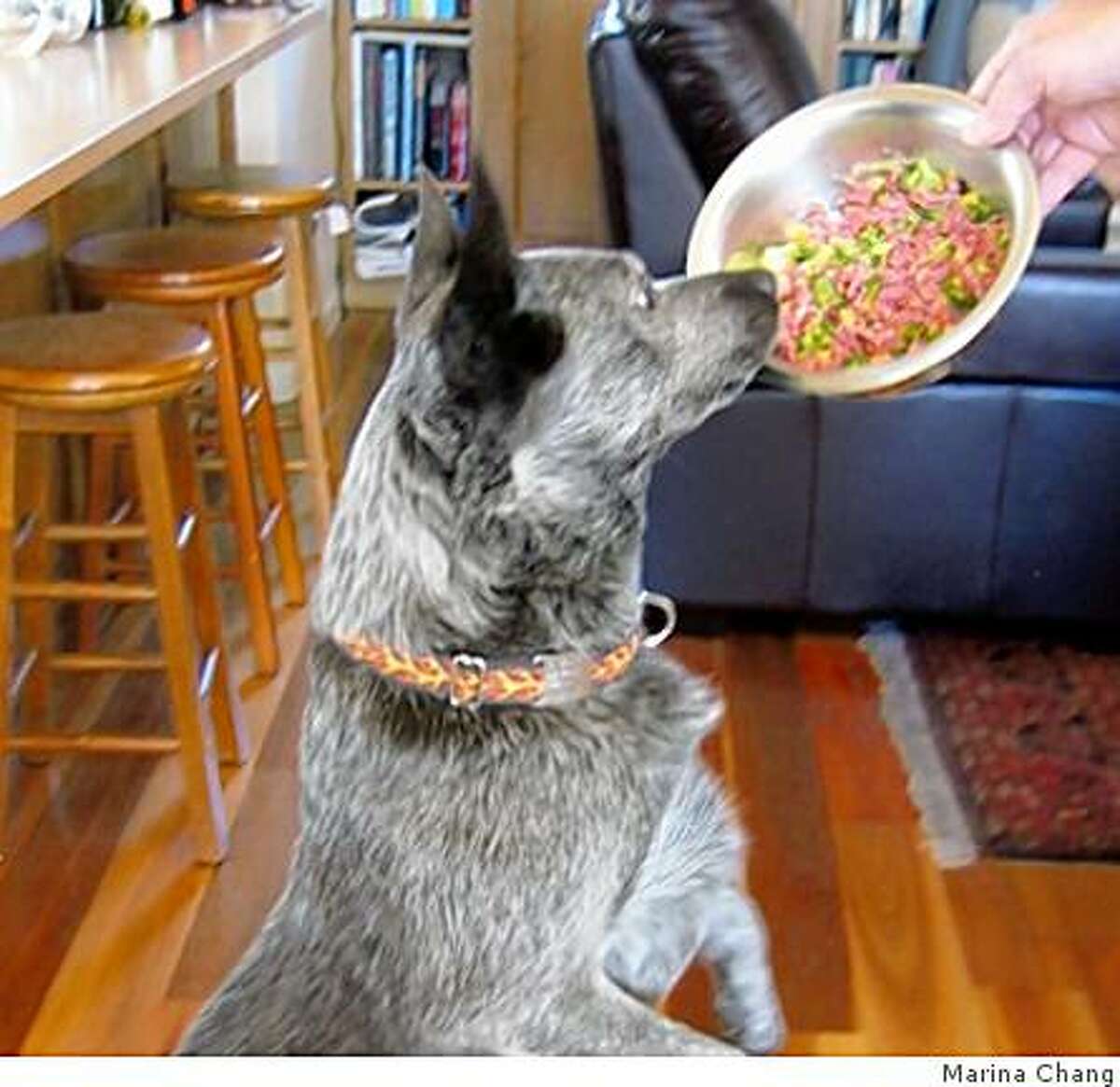 Tater loves the raw, grass-fed, sustainably raised meat and organic produce that his owner, Marina Chang, feeds him.